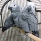 are-you-looking-african-gray-parrots-for-buy-african-grey-parrot-amir-pur-sadat