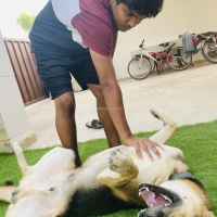 german-shepherd-and-husky-cross-german-shepherd-karachi-4