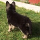 fabulous-german-shepherd-puppies-for-lovely-kids-and-families-lovers-other-lahore