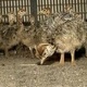 ostrich-chicks-and-parrot-chick-are-available-for-sale-macaws-amangarh-industrial-area-3