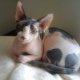 sphynx-and-bambino-kittens-for-sale-persian-cats-abbottabad