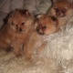 beautiful-pomeranian-puppies-for-sale-other-wah-cantt