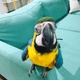 macaw-parrot-for-sale-macaws-abbas-nagar