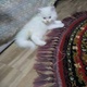 persian-kittens-persian-cats-karachi-2