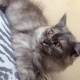 persian-male-kitten-persian-cats-karachi-2