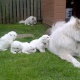 samoyed-puppies-available-now-afghan-hound-biari