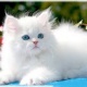 cats-for-addoption-turkish-cat-akora-khattak
