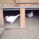 pheasant-chicks-for-sale-all-type-and-breeder-paire-silver-pheasant-lahore-3