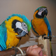 parrots-and-parrot-eggs-amazon-parrots-karachi-3