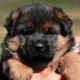 german-shepherd-puppies-for-adoption-german-shepherd-arif-wala
