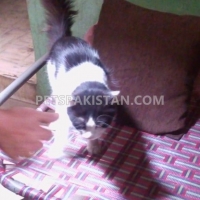 himalayan-male-cat-siamese-karachi-8