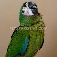 blue-gold-macaw-african-grey-parrot-dera-murad-jamali