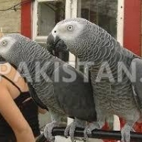 baby-african-grey-congo-available-african-grey-parrot-samasatta-2