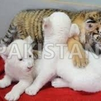 cheetah-cubs-lion-cubs-and-tiger-cubs-for-sale--jauhar-abad