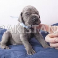 great-dane-puppies-for-sale-great-dane-abadi-jalalpur-pirwala