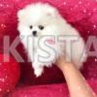 pure-white-pomeranian-pomeranian-abadi-jalalpur-pirwala