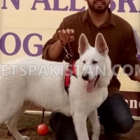 very-rare-microchip-pedigreed-white-german-shepherd-beauty-contest-winner-in-puppy-category-german-shepherd-lahore-1