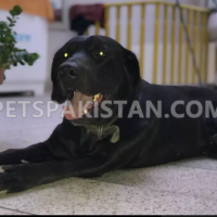 black-labrador-american-labrador-retriever-lahore