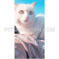 exchane-with-black-male-kitten-persian-cats-rawalpindi