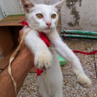 white-persian-cat-persian-cats-sheikhupura-4