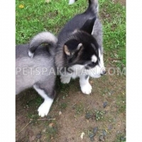 siberian-husky-puppies--ahmadpur