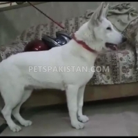 very-rare-microchip-pedigreed-white-german-shepherd-beauty-contest-winner-in-puppy-category-german-shepherd-lahore-11