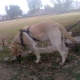 laberador-in-sargodha-labrador-retriever-sargodha
