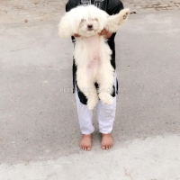 shitzu-pair-healthy-active-65000pair-shih-tzu-lahore-2