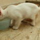 turkish-angora-cat-turkish-cat-sialkot-4