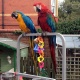 female-blue-and-gold-macaw-with-cage-macaws-islamabad