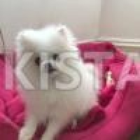 waiting-list-for-teacup-pomeranians-pomeranian-alipur-chatta