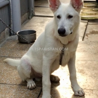 very-rare-microchip-pedigreed-white-german-shepherd-beauty-contest-winner-in-puppy-category-german-shepherd-lahore-12