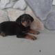 german-rottweiler-other-bagh-o-bahar