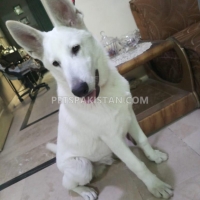 very-rare-microchip-pedigreed-white-german-shepherd-beauty-contest-winner-in-puppy-category-german-shepherd-lahore-6