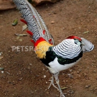 red-golden-pheasant-yellow-golden-pheasant-and-lady-amherst-pheasant-putrhey-golden-pheasant-lahore-cantt-2
