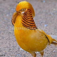 red-golden-pheasant-yellow-golden-pheasant-and-lady-amherst-pheasant-putrhey-golden-pheasant-lahore-cantt-3