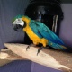 blue-and-gold-macaws-for-sale-rs20-000-lurgan-other-bahrain