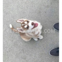 siberian-husky-puppies-available--akora-khattak