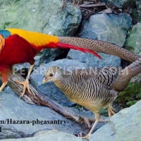 red-golden-pheasant-yellow-golden-pheasant-and-lady-amherst-pheasant-putrhey-golden-pheasant-lahore-cantt-5
