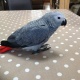african-grey-parrots-african-grey-parrot-abdul-hakim
