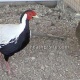 pheasant-chicks-for-sale-all-type-and-breeder-paire-silver-pheasant-lahore-2