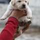 pure-breed-labrador-puppies-labrador-retriever-islamabad