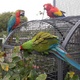 scarlet-and-military-macaw-bonded-pair-macaws-karachi-2