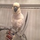 sulpher-crested-cockatoo-cockatoos-lahore