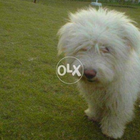 poodle-pedigree-poodle-islamabad-4