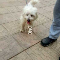 poodle-pedigree-poodle-islamabad-6