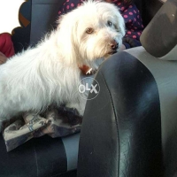 poodle-pedigree-poodle-islamabad-11