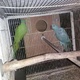 indian-ringneck-pair-other-islamabad-1