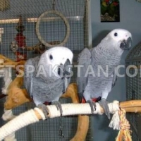 african-grey-parrot-looking-new-home-african-grey-parrot-islamabad