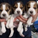 cute-beagle-puppies-for-sale-beagles-badhber-1